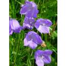 Glockenblume, pfirsichblättrige - Campanula persicifolia - Demeter biologische Samen