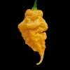 Chili California Reaper - Capsicum chinensis - Samen