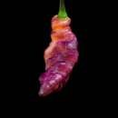 Chili Pink Tiger - Capsicum chinensis - Samen