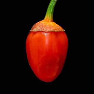 Chili BBG Round Red - Capsicum chinensis - Samen