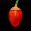 Chili BBG Round Red - Capsicum chinensis - Samen