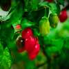 Chili BBG Round Red - Capsicum chinensis - Samen