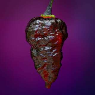 Chili Bloodred Black Naga - Capsicum chinensis - Samen