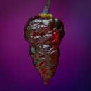 Chili Bloodred Black Naga - Capsicum chinensis - Samen