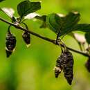 Chili Bloodred Black Naga - Capsicum chinensis - Samen