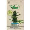 CBD Hanf, Fenomatic - Cannabis - Hanfsamen