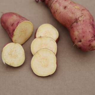 Süsskartoffel Sugaroot Chestnut - Ipomoea batatas - Jungpflanzen [Auslieferung ca. Mitte Mai]