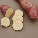 Süsskartoffel Trio-Mischung - Ipomoea batatas - 18 Jungpflanzen [Auslieferung ca. Mitte Mai]