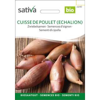Zwiebel Cuisse de Poulet (Echalion) - Allium cepa  -...