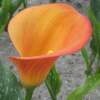 Calla Zantedeschia Morning Sun - araceae aethiopica - 1 Knollen - BIO