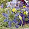 Bodensee-Blütenträume Fleurs de cuisine Blumenmischung Samen