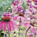 Bodensee-Blütenträume Sonnenanbeter Blumenmischung Samen