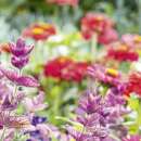 Bodensee-Blütenträume Sonnenanbeter Blumenmischung Samen