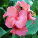 Indisches Blumenrohr Salmon Pink - Canna indica - 3...