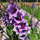 Gladiolen Nori - Gladiolus - 5 Knollen - BIO