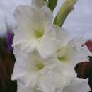 Gladiolen Essential - Gladiolus - 5 Knollen - BIO