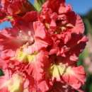 Gladiolen Mango Muse - Gladiolus - 5 Knollen - BIO