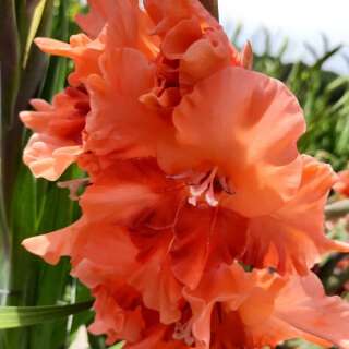 Gladiolen Coral Crush - Gladiolus - 5 Knollen - BIO