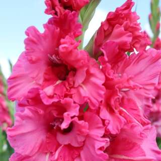 Gladiolen Sweet Love - Gladiolus - 5 Knollen - BIO