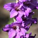 Gladiolen Performer - Gladiolus - 5 Knollen - BIO