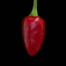 Chili Japones - Capsicum annuum - Samen