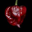 Chili Orion - Capsicum chinensis - Samen