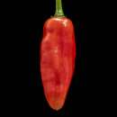 Chili Aji Angelo - Capsicum baccatum - Samen