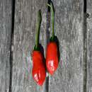 Piment Aji Angelo - Capsicum baccatum - Graines