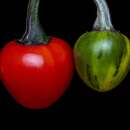 Chili Arbol Bola - Capsicum chinensis - Samen