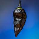 Chili Pure Black Naga - Capsicum chinensis - Samen