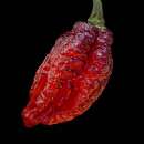 Chili Redgum Nagabrain Tiger - Capsicum chinensis - Samen