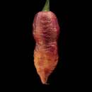 Chili Crazy Boy Pink Cream - Capsicum chinensis - Samen