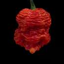 Chili Death Spiral - Capsicum chinense - Samen