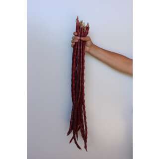 Haricot spaghetti Red Noodle - Vigna unguiculata -...