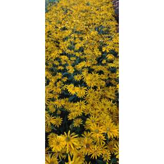Sonnenhut Irish Eyes - Rudbeckia hirta - BIOSAMEN