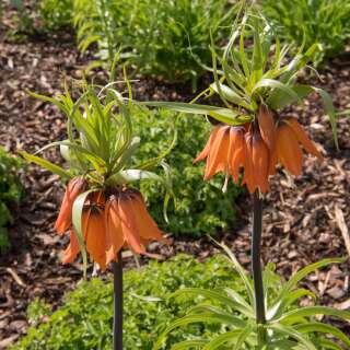 Kaiserkrone Rubra - Fritillaria imperialis - 1 Zwiebel