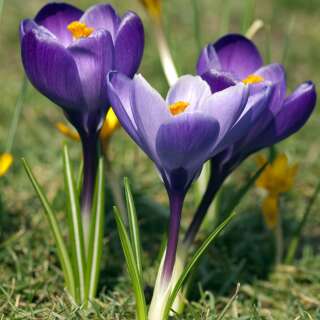 Krokus Aqua - Crocus vernus - 10 Knollen