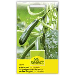 Courgette grimpante Ola Escaladora - Cucurbita pepo -...