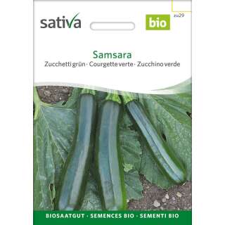 Courgette, Samsara - Cucurbita pepo - GRAINES BIO