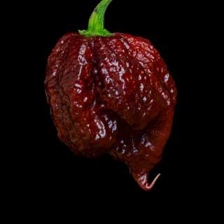 Chili Reaper chocolate - Capsicum chinensis - Samen