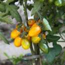 Tomate, Stabtomate Amberone® OpenSky® - Solanum lycopersicon - Biosamen