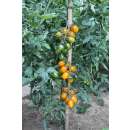 Tomate, Stabtomate Amberone® OpenSky® - Solanum lycopersicon - Biosamen