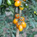 Tomate, Stabtomate Amberone® OpenSky® - Solanum lycopersicon - Biosamen