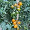 Tomate, Stabtomate Amberone® OpenSky® - Solanum lycopersicon - Biosamen