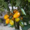 Tomate, Stabtomate Amberone® OpenSky® - Solanum lycopersicon - Biosamen