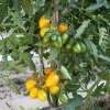 Tomate, Stabtomate Amberone® OpenSky® - Solanum lycopersicon - Biosamen