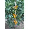 Tomate, Stabtomate Amberone® OpenSky® - Solanum lycopersicon - Biosamen