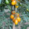 Tomate, Stabtomate Amberone® OpenSky® - Solanum lycopersicon - Biosamen