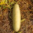 Concombre Arménien Metki White - Cucumis melo sp....