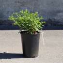 Rosier sauvage agrestis - Rosa - plante